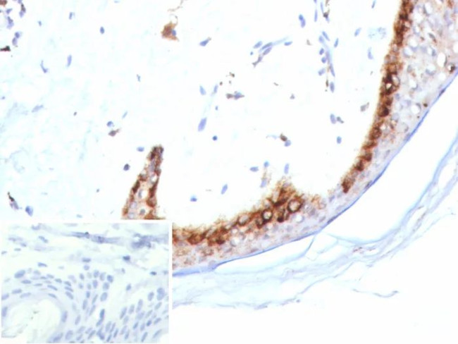 KLK4/Kallikrein related peptidase 4 Antibody in Immunohistochemistry (Paraffin) (IHC (P))