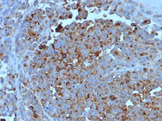 CD63 (Late Endosomes Marker) Antibody in Immunohistochemistry (Paraffin) (IHC (P))