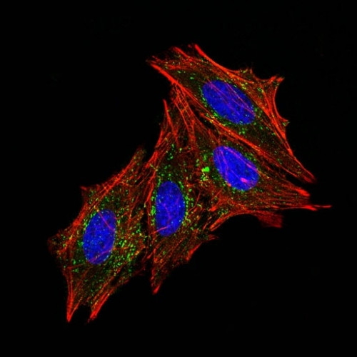 CD63 (Late Endosomes Marker) Antibody in Immunocytochemistry (ICC/IF)