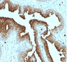 CD63 (Late Endosomes Marker) Antibody in Immunohistochemistry (Paraffin) (IHC (P))