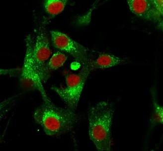 CD63 (Late Endosomes Marker) Antibody in Immunocytochemistry (ICC/IF)