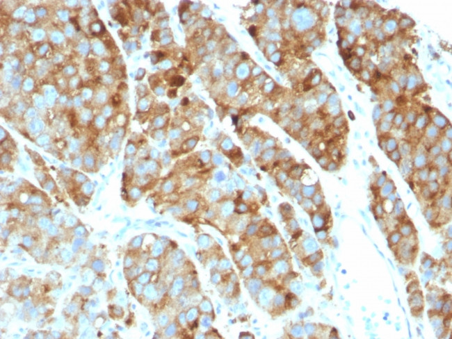CD63 (Late Endosomes Marker) Antibody in Immunohistochemistry (Paraffin) (IHC (P))