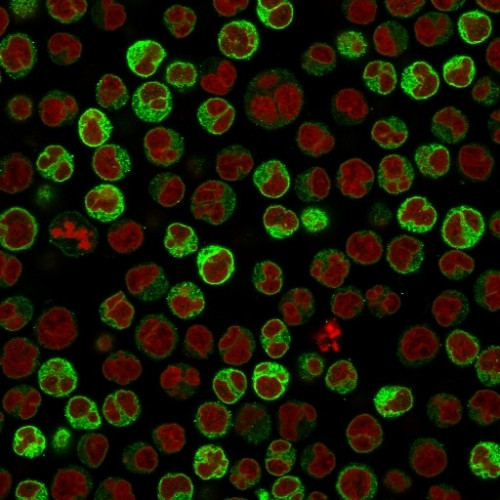 CD79a (B-Cell Marker) Antibody in Immunocytochemistry (ICC/IF)