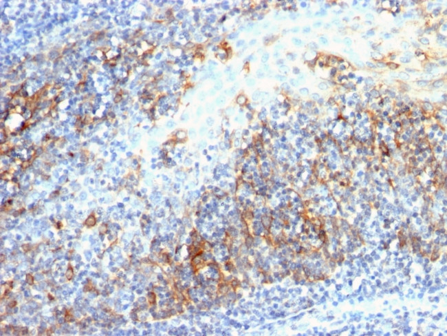 Cdc20 (Cell Division Cycle Protein 20) Antibody in Immunohistochemistry (Paraffin) (IHC (P))