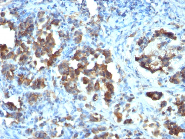 Cdc20 (Cell Division Cycle Protein 20) Antibody in Immunohistochemistry (Paraffin) (IHC (P))