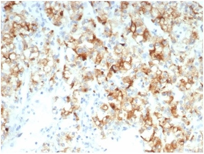 Cdc20 (Cell Division Cycle Protein 20) Antibody in Immunohistochemistry (Paraffin) (IHC (P))