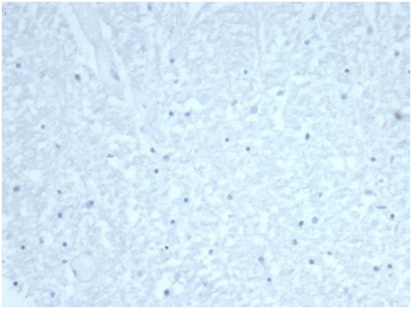 Cdc20 (Cell Division Cycle Protein 20) Antibody in Immunohistochemistry (Paraffin) (IHC (P))