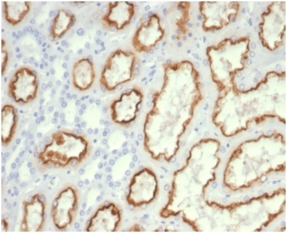 Cdc20 (Cell Division Cycle Protein 20) Antibody in Immunohistochemistry (Paraffin) (IHC (P))