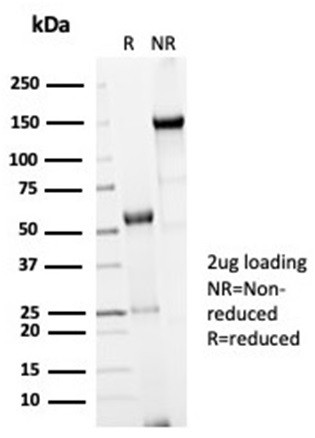 Cdc20 (Cell Division Cycle Protein 20) Antibody in SDS-PAGE (SDS-PAGE)