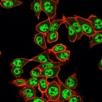 Y14/RBM8A Antibody in Immunocytochemistry (ICC/IF)