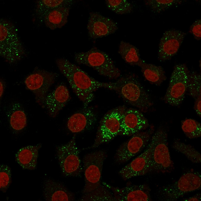 Major Vault Protein (MVP) Antibody in Immunocytochemistry (ICC/IF)