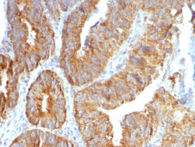 TNFS15/VEGI (Vascular Endothelial Growth Inhibitor) Antibody in Immunohistochemistry (Paraffin) (IHC (P))