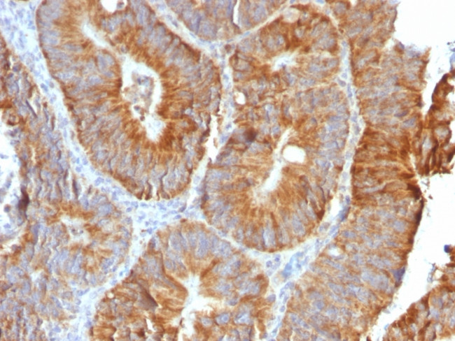 TNFS15/VEGI (Vascular Endothelial Growth Inhibitor) Antibody in Immunohistochemistry (Paraffin) (IHC (P))