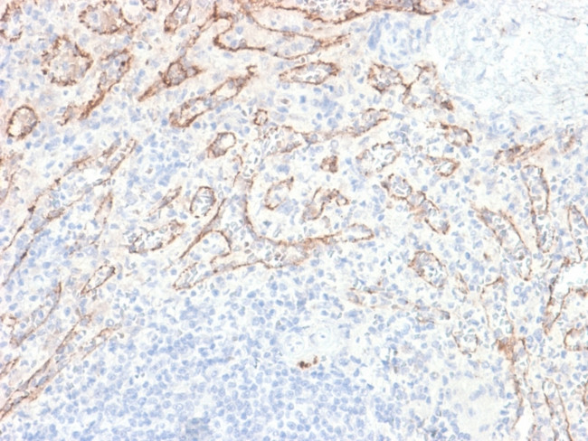 TNFS15/VEGI (Vascular Endothelial Growth Inhibitor) Antibody in Immunohistochemistry (Paraffin) (IHC (P))