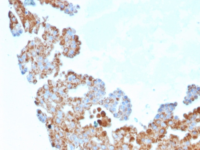 Cell Division Cycle 34 homolog Antibody in Immunohistochemistry (Paraffin) (IHC (P))