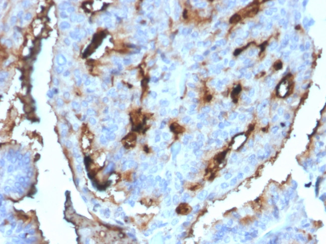 Cell Division Cycle 34 homolog Antibody in Immunohistochemistry (Paraffin) (IHC (P))