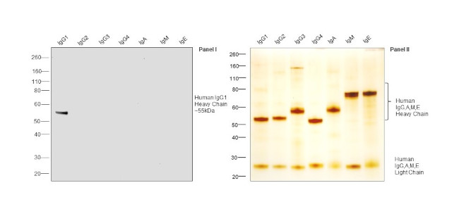 Human IgG1 Fc Secondary Antibody