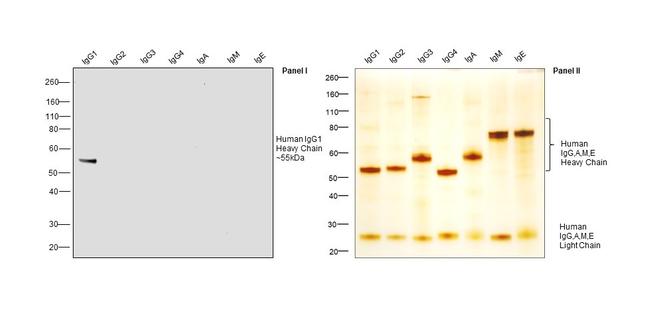 Human IgG1 Fc Secondary Antibody in Western Blot (WB)