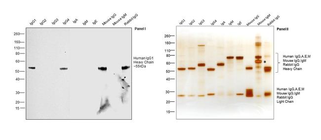 Human IgG1 Fc Secondary Antibody in Western Blot (WB)