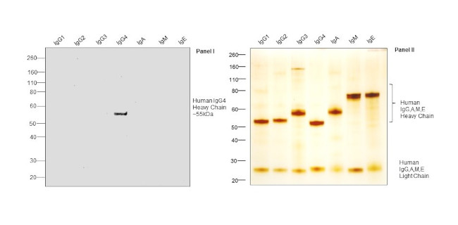 Human IgG4 Fc Secondary Antibody