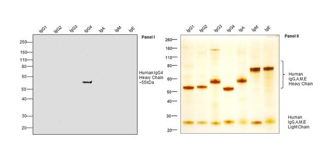 Human IgG4 Fc Secondary Antibody in Western Blot (WB)