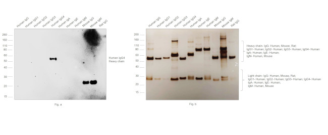 Human IgG4 Fc Secondary Antibody in Western Blot (WB)