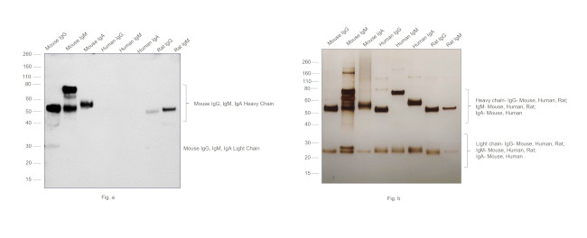 Mouse IgG, IgM, IgA (H+L) Secondary Antibody in Western Blot (WB)