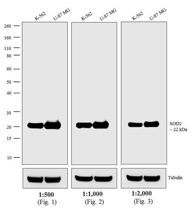 Mouse IgG, IgM (H+L) Secondary Antibody in Western Blot (WB)