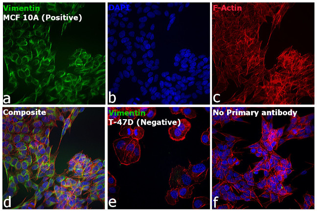 Mouse IgG, IgM (H+L) Secondary Antibody in Immunocytochemistry (ICC/IF)