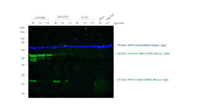 Mouse IgG, IgM (H+L) Secondary Antibody in Western Blot (WB)