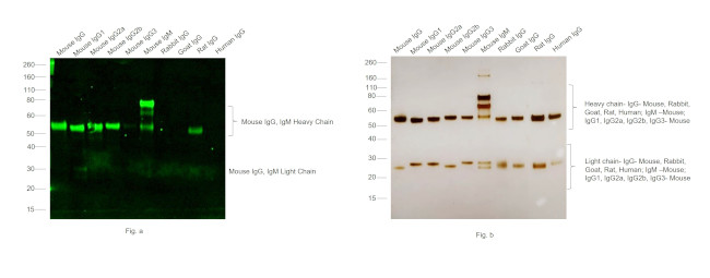 Mouse IgG, IgM (H+L) Secondary Antibody in Western Blot (WB)