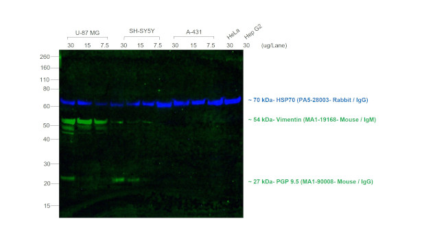 Mouse IgG, IgM (H+L) Secondary Antibody in Western Blot (WB)