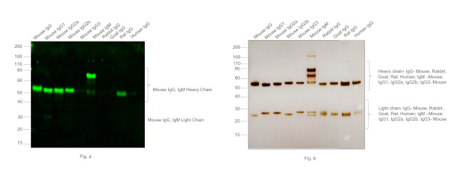 Mouse IgG, IgM (H+L) Secondary Antibody in Western Blot (WB)