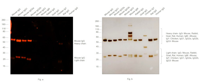 Mouse IgG (H+L) Cross-Adsorbed Secondary Antibody in Western Blot (WB)