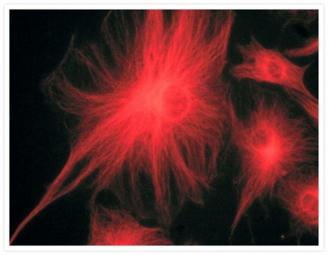 Mouse IgG (H+L) Cross-Adsorbed Secondary Antibody in Immunocytochemistry (ICC/IF)