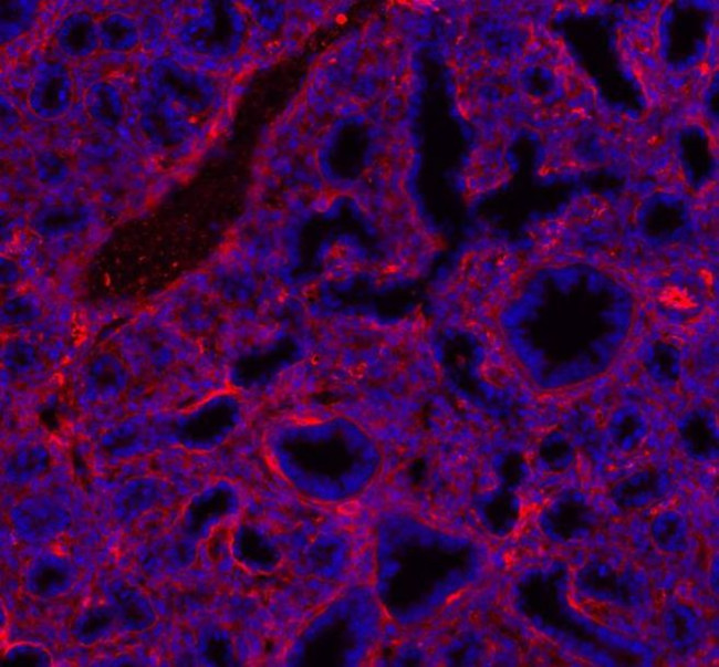 Mouse IgG (H+L) Cross-Adsorbed Secondary Antibody in Immunohistochemistry (Frozen) (IHC (F))