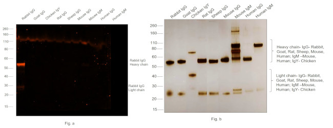 Rabbit IgG (H+L) Cross-Adsorbed Secondary Antibody in Western Blot (WB)