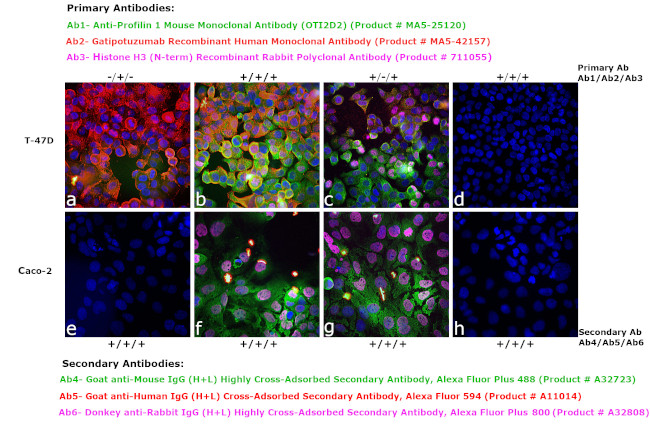 Human IgG (H+L) Cross-Adsorbed Secondary Antibody