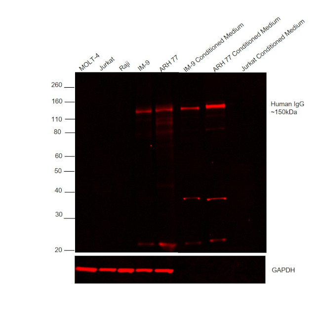 Human IgG (H+L) Cross-Adsorbed Secondary Antibody