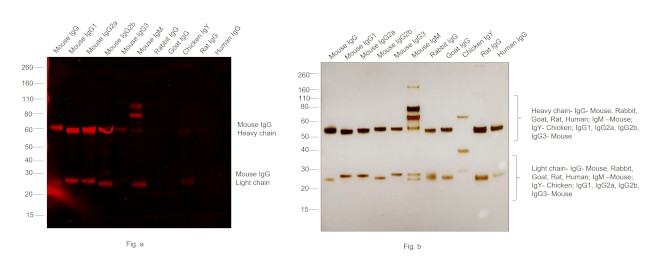 Mouse IgG (H+L) Cross-Adsorbed Secondary Antibody in Western Blot (WB)