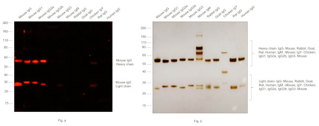 Mouse IgG (H+L) Cross-Adsorbed Secondary Antibody in Western Blot (WB)