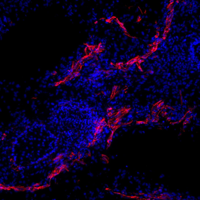 Rabbit IgG (H+L) Highly Cross-Adsorbed Secondary Antibody in Immunohistochemistry (Frozen) (IHC (F))