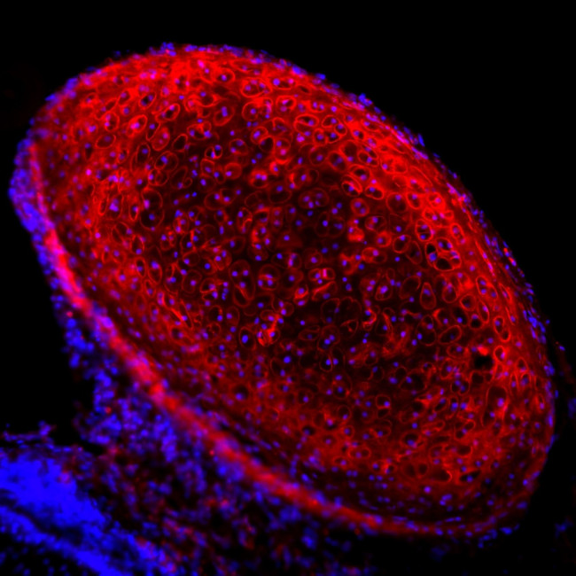 Rabbit IgG (H+L) Highly Cross-Adsorbed Secondary Antibody in Immunohistochemistry (Frozen) (IHC (F))