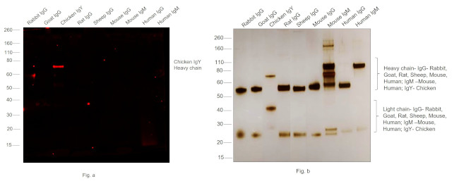 Chicken IgY (H+L) Secondary Antibody