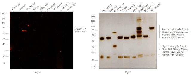 Chicken IgY (H+L) Secondary Antibody in Western Blot (WB)