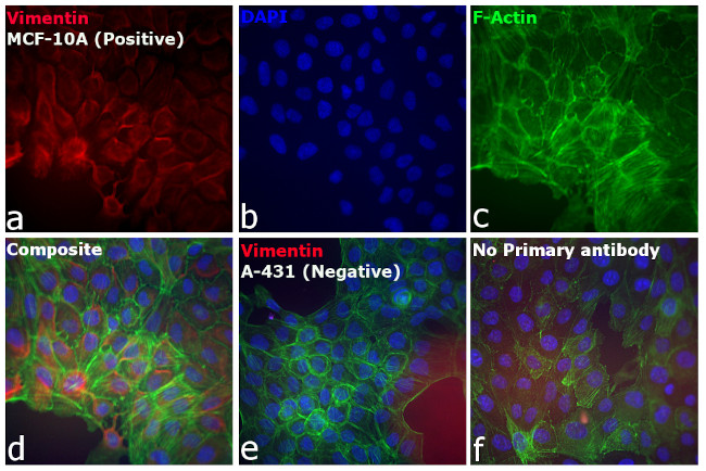 Chicken IgY (H+L) Secondary Antibody in Immunocytochemistry (ICC/IF)