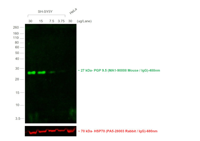 Mouse IgG (H+L) Cross-Adsorbed Secondary Antibody in Western Blot (WB)