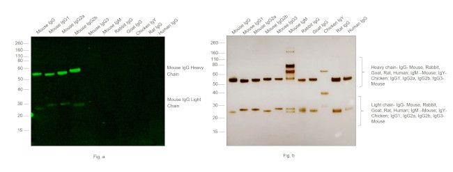 Mouse IgG (H+L) Cross-Adsorbed Secondary Antibody in Western Blot (WB)