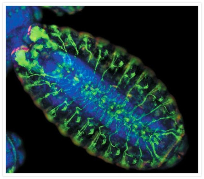 Mouse IgG (H+L) Cross-Adsorbed Secondary Antibody in Immunocytochemistry (ICC/IF)