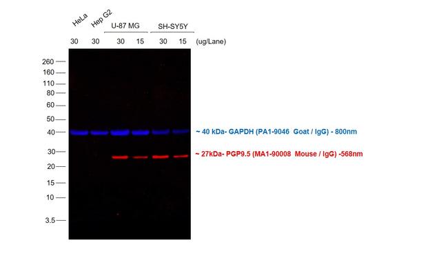 Mouse IgG (H+L) Cross-Adsorbed Secondary Antibody in Western Blot (WB)